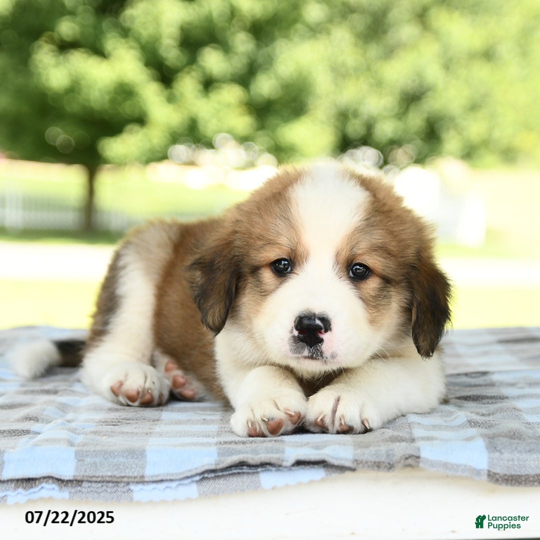 Great Pyrenees dogs for sale: Lion - Image 3