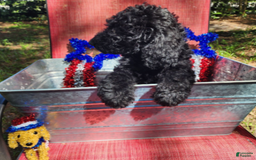 Goldendoodle dogs for sale: Max - Image 2