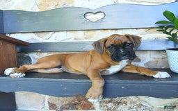 Boxer dogs for sale: Frederick - Image 2