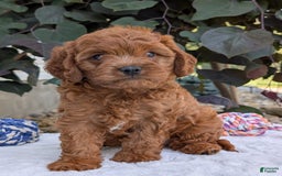 Cavapoo dogs for sale: Loki - Image 2