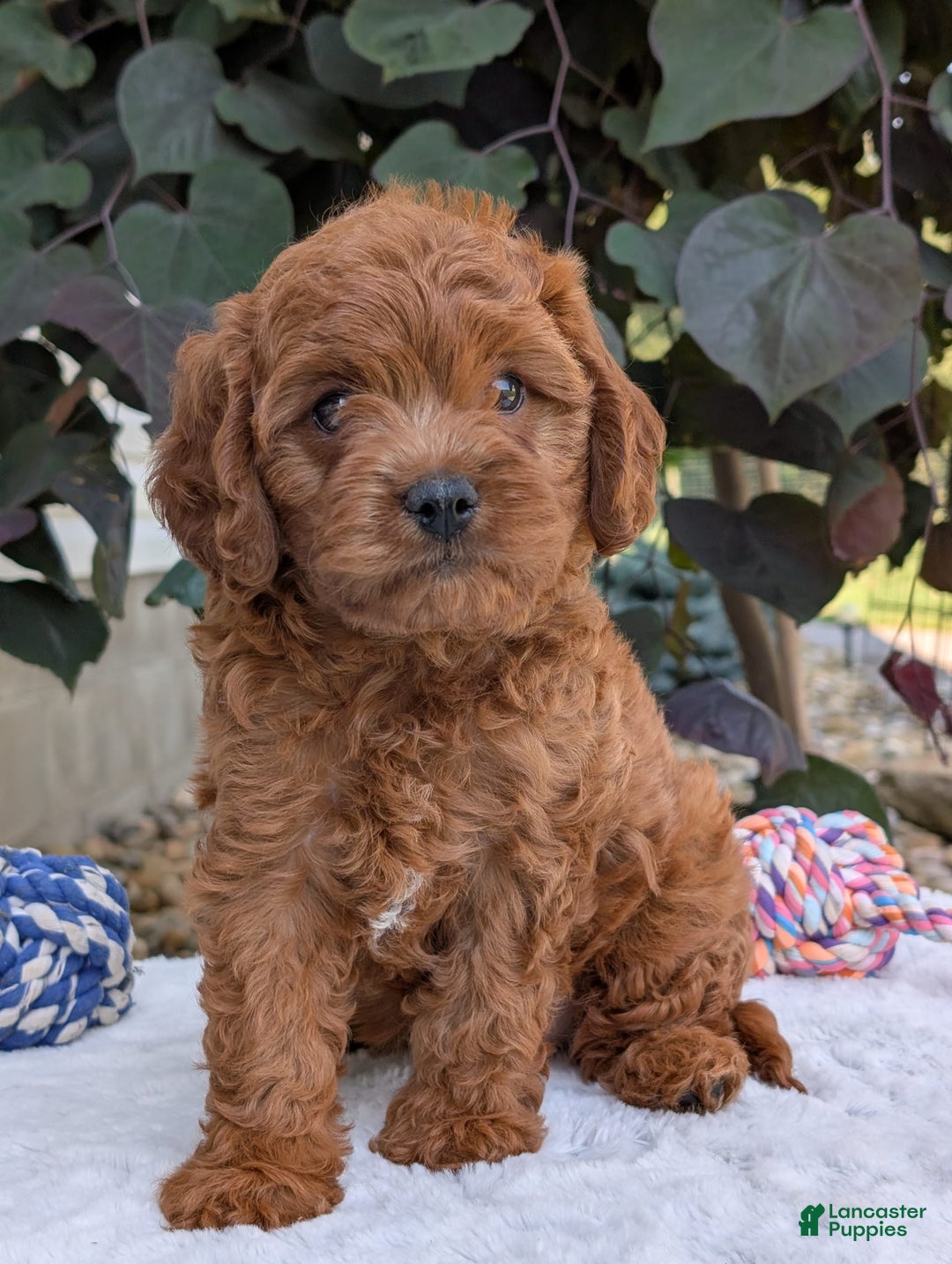 Cavapoo dogs for sale: Loki - Image 2