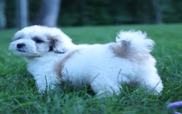 Shihpoo dogs for sale: Hank - Image 4