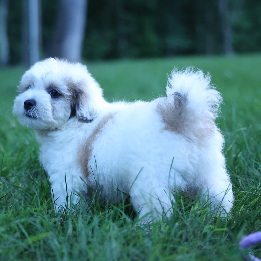 Shihpoo dogs for sale: Hank - Image 4