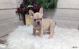 French Bulldog dogs for sale: Lindy - Image 5