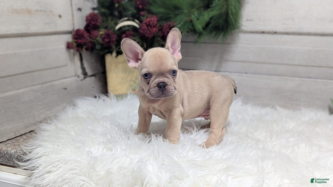 French Bulldog dogs for sale: Lindy - Image 5