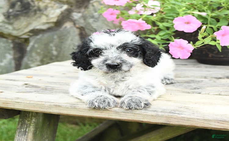 Cavapoo dogs for sale - Ad 5