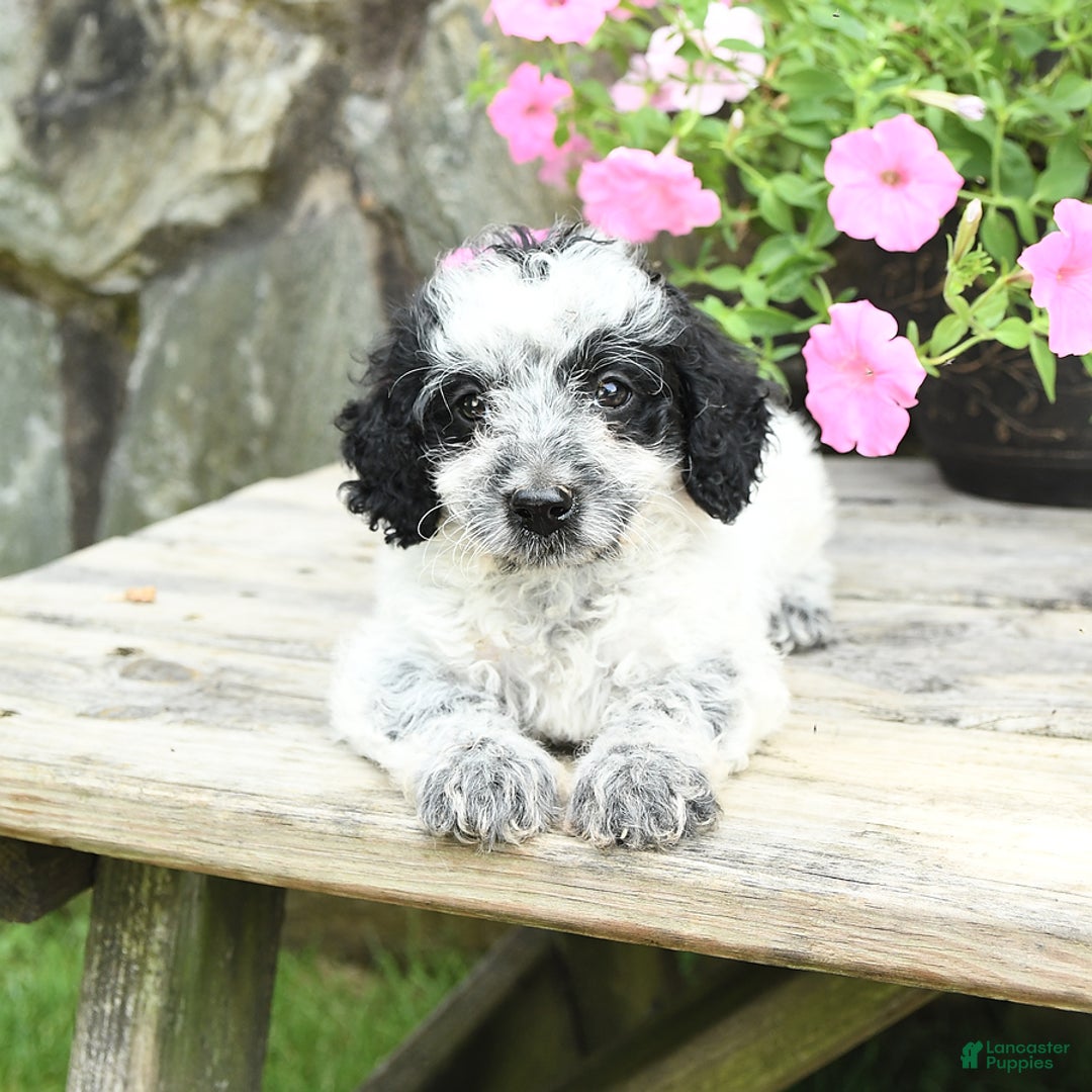 Cavapoo dogs for sale: Smokey - Image 1