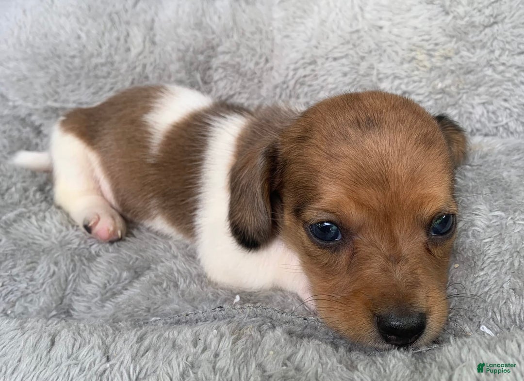 Miniature Dachshund dogs for sale: Baby Cooper - Image 3