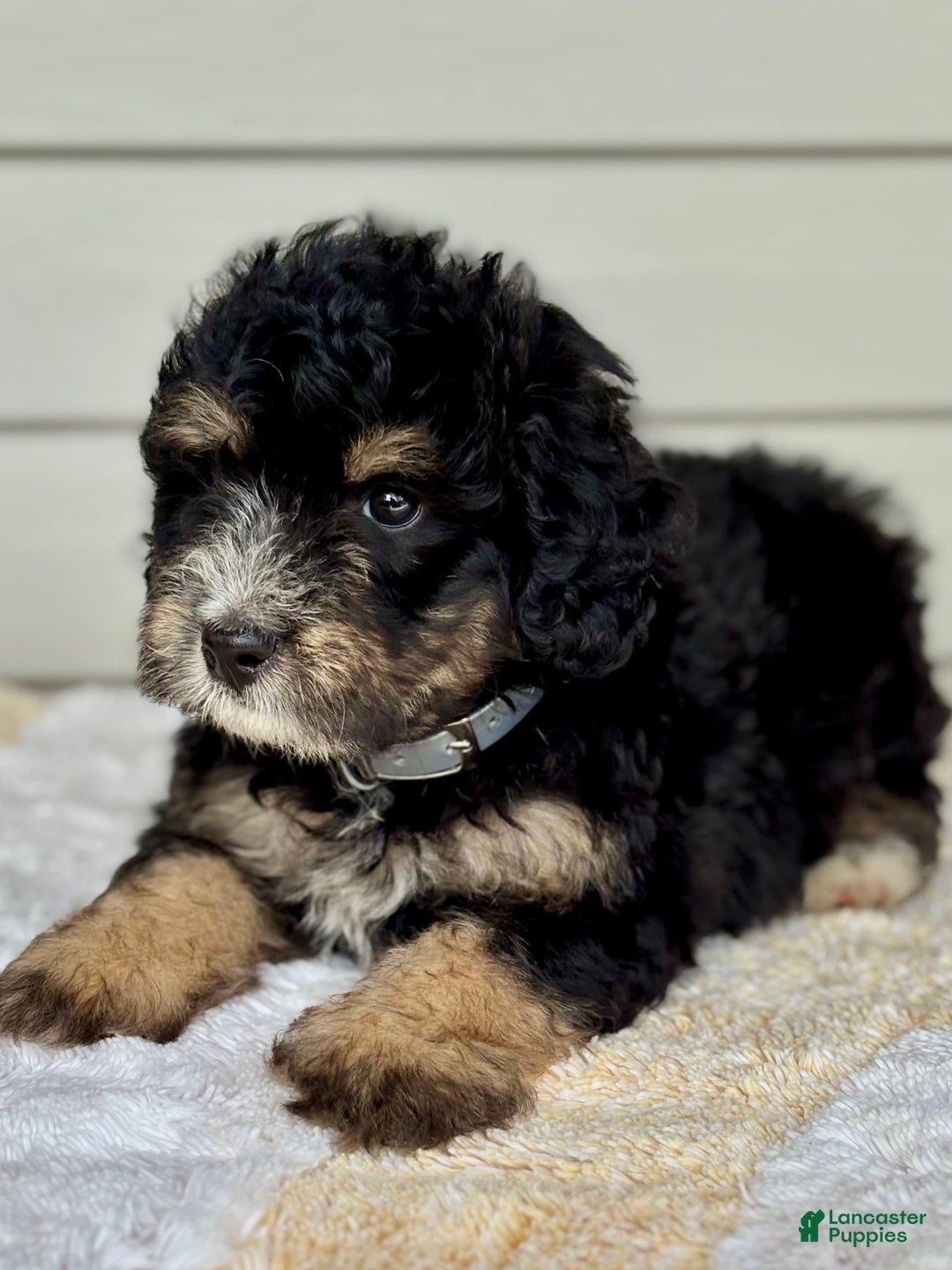 Mini Bernedoodle dogs for sale: Reno - Image 8
