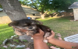 Shorkie dogs for sale: Chuck - Image 3