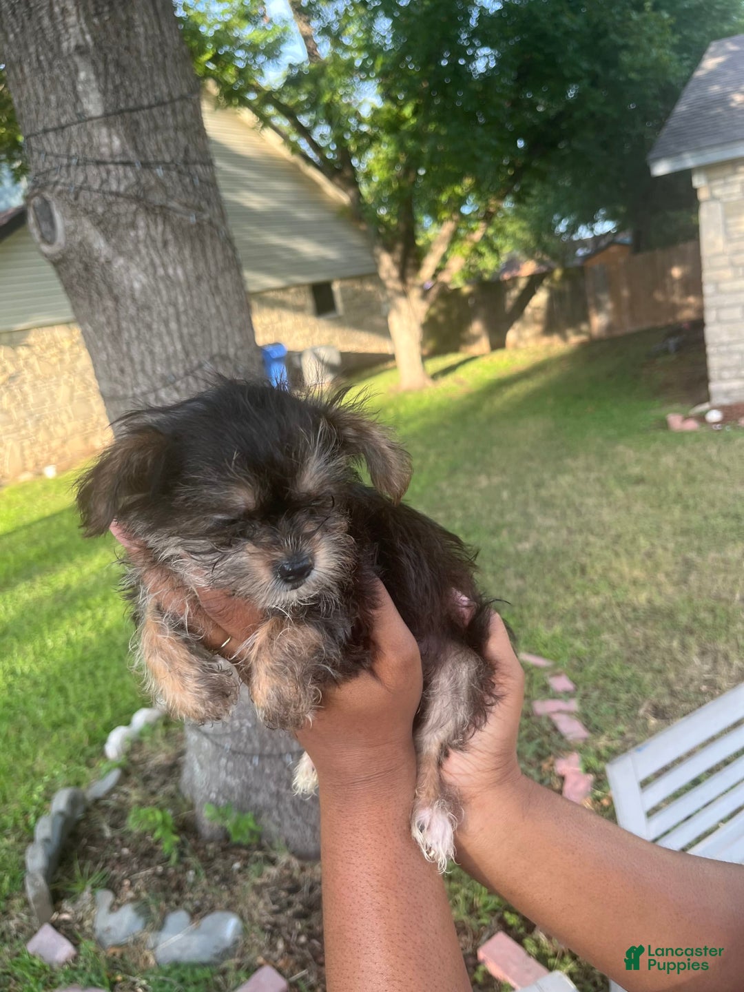 Shorkie dogs for sale: Chuck - Image 3