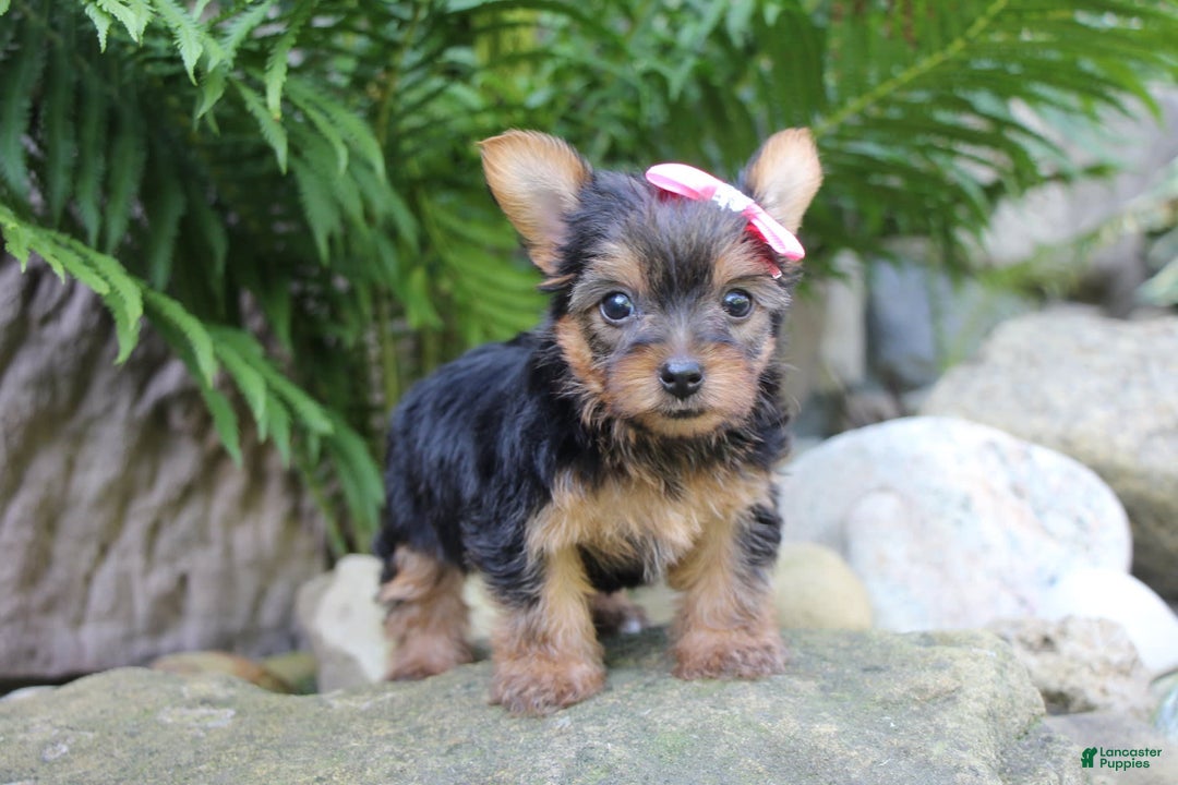 Yorkshire Terrier dogs for sale: Chelsy - Image 5