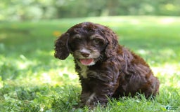 Cockapoo dogs for sale: Precious - Image 5