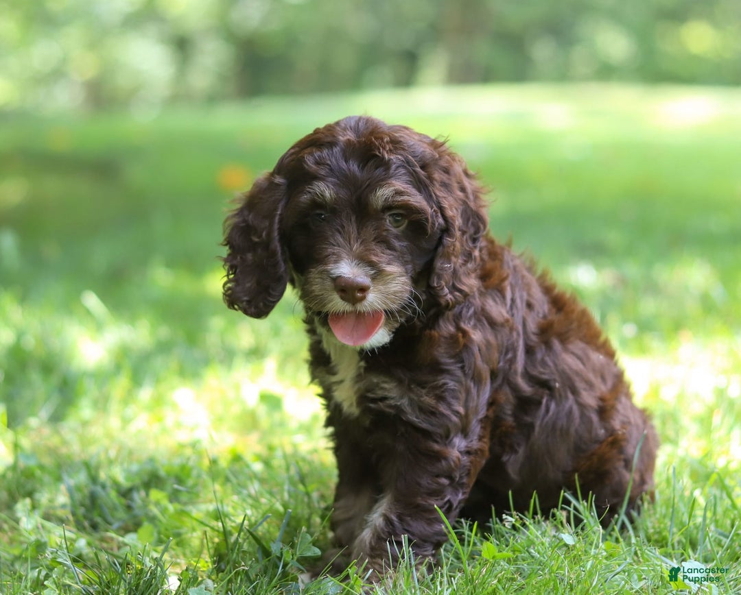 Cockapoo dogs for sale: Precious - Image 5