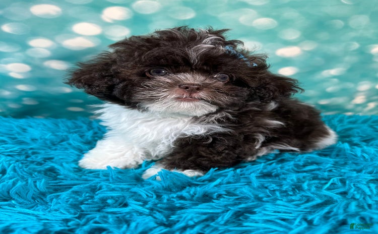 Shihpoo dogs for sale - Ad 1