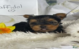 Yorkshire Terrier dogs for sale: Daffodil - Image 3