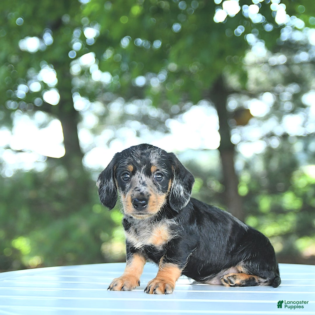 Miniature Dachshund dogs for sale: Fiona - Image 5