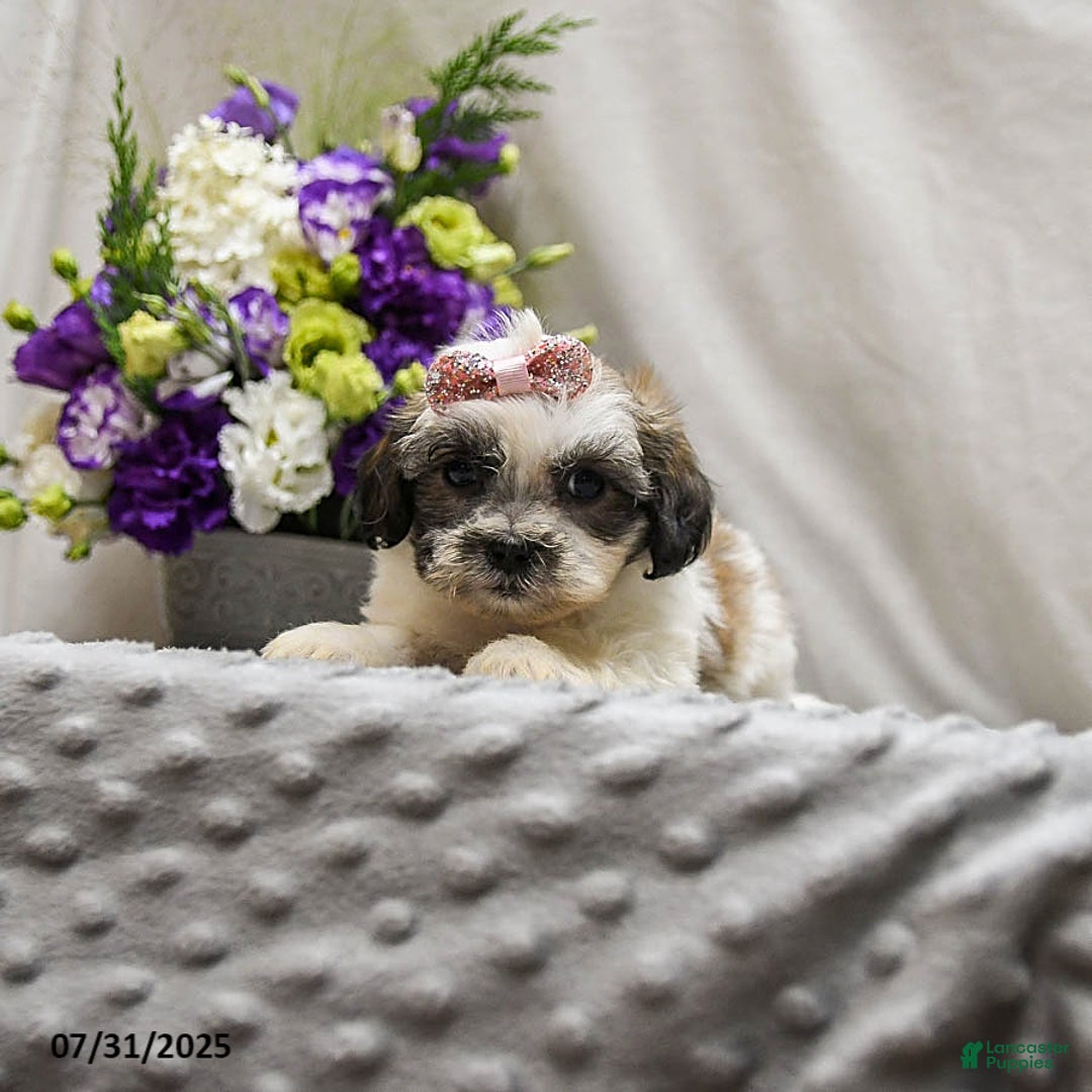 Teddy Bear dogs for sale: Waffles - Image 1