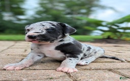 Great Dane dogs for sale: Blue - Image 1