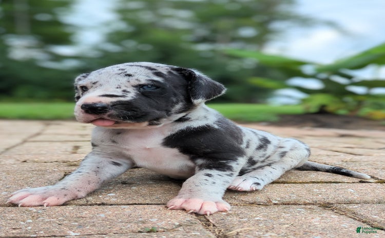Great Dane dogs for sale - Ad 2