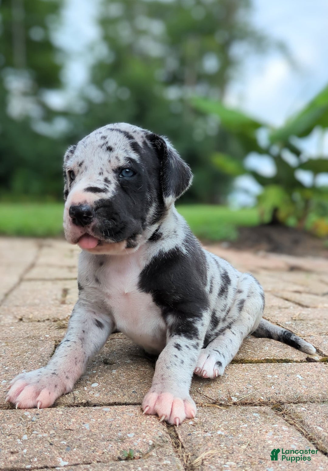 Great Dane dogs for sale: Blue - Image 1