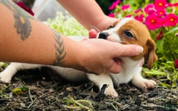Jack Russell Terrier dogs for sale: Lippy - Image 6