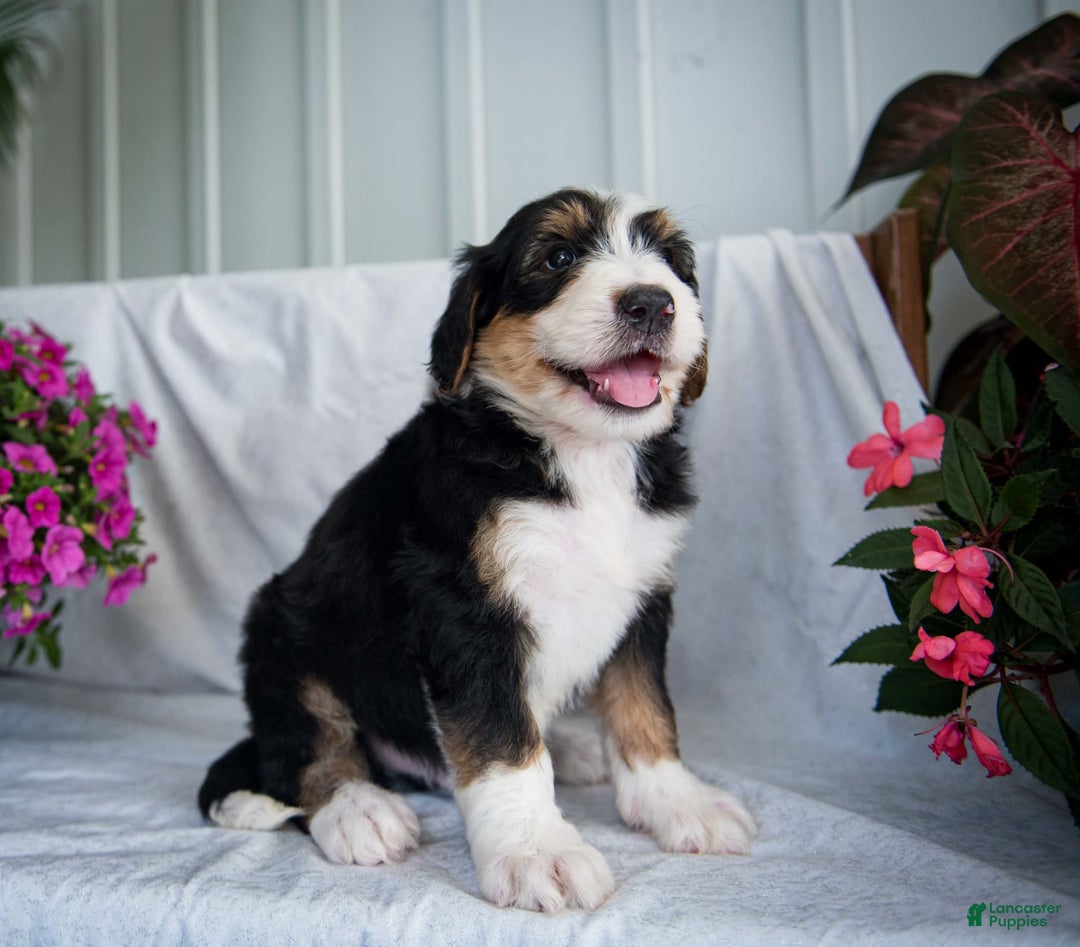 Bernedoodle dogs for sale: Spiderman - Image 15