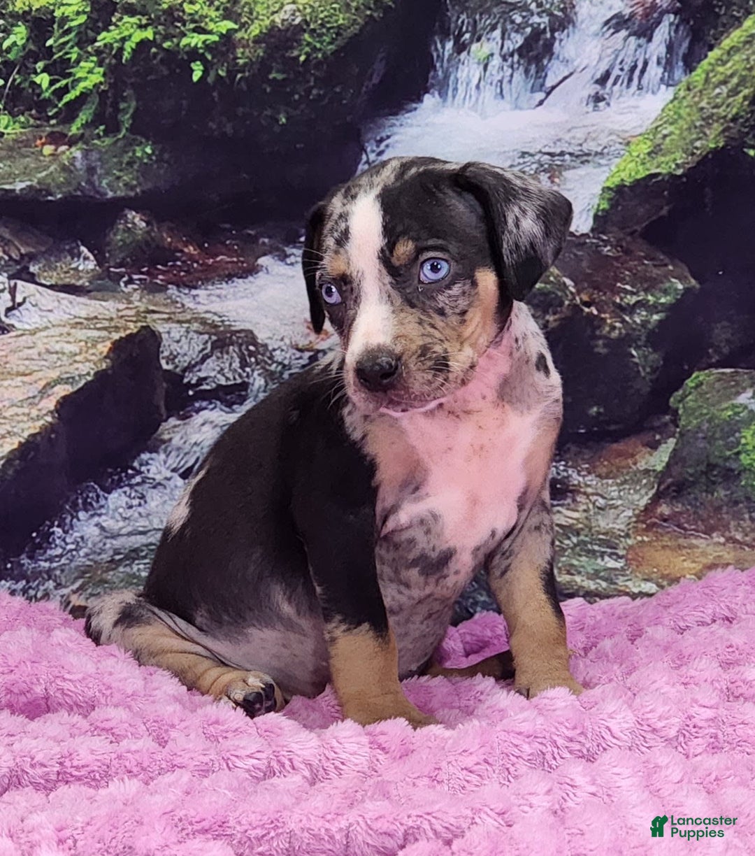 Catahoula Leopard Dog dogs for sale: Luna 2025 Female 3 - Image 11
