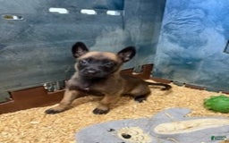 Belgian Malinois dogs for sale: Molly - Image 3