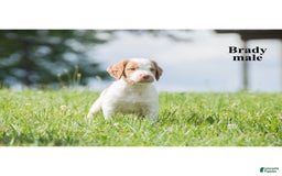 Brittany Spaniel dogs for sale: Brady - Image 1