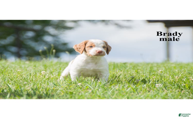 Brittany Spaniel dogs for sale - Ad 1