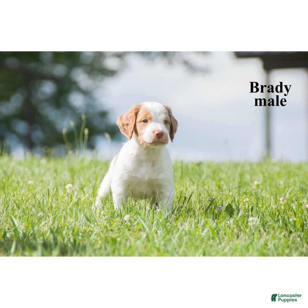Brittany Spaniel dogs for sale: Brady - Image 1