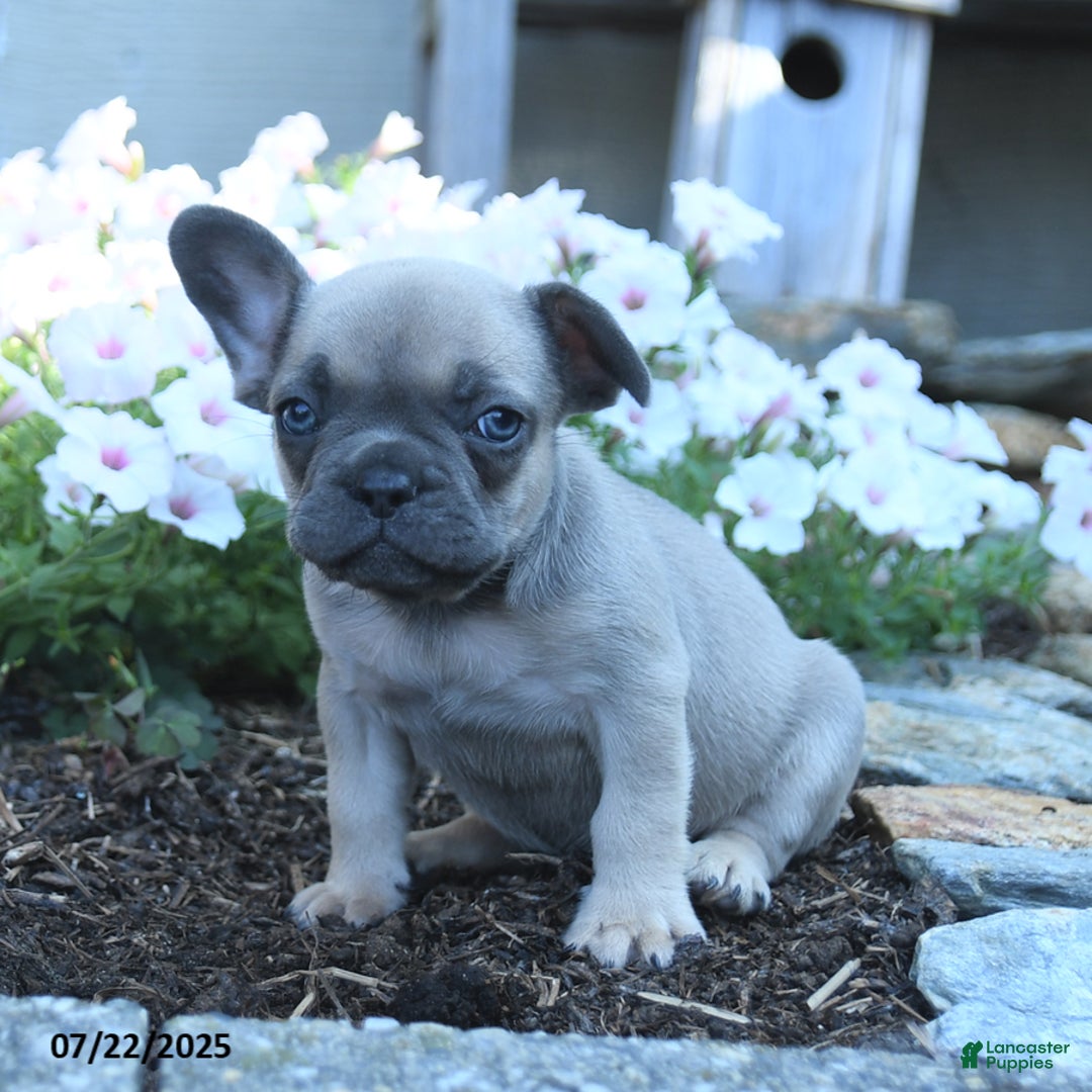 French Bulldog dogs for sale: Lennon - Image 4