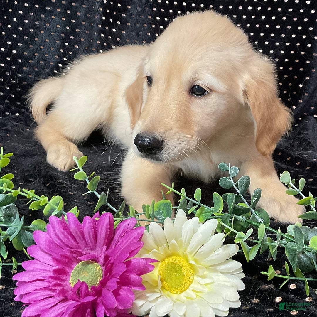 Golden Retriever dogs for sale: Princess - Listing for pets: Dasher, Archie, Princess, Dixie - Image 2
