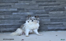 Pomeranian dogs for sale: Charm - Image 6