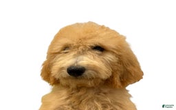 Goldendoodle dogs for sale: Leo - Image 6