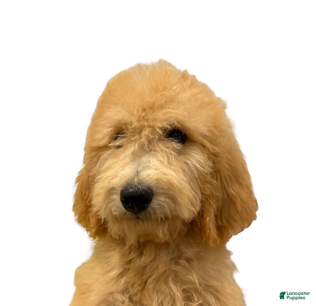 Goldendoodle dogs for sale: Leo - Image 6