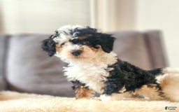 Mini Bernedoodle dogs for sale: Weber - Image 5