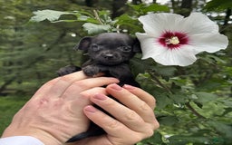 Chihuahua dogs for sale: Black Pearl - Image 4