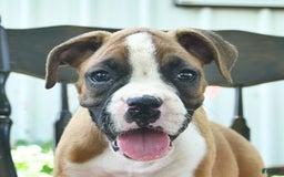 Boxer dogs for sale: Faithful - Image 1