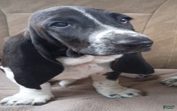 Basset Hound dogs for sale: Shiloh - Image 2