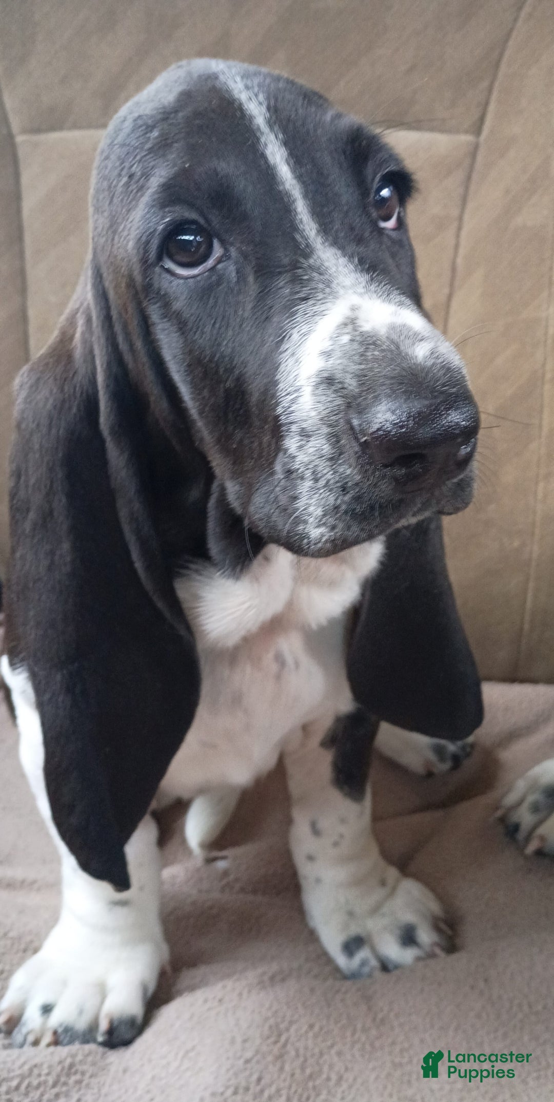 Basset Hound dogs for sale: Shiloh - Image 2