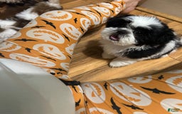 Shih Tzu dogs for sale: Shih Tzu 3 puppies - Image 12
