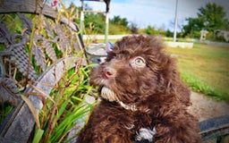 Havapoo dogs for sale: Jesse - Image 18