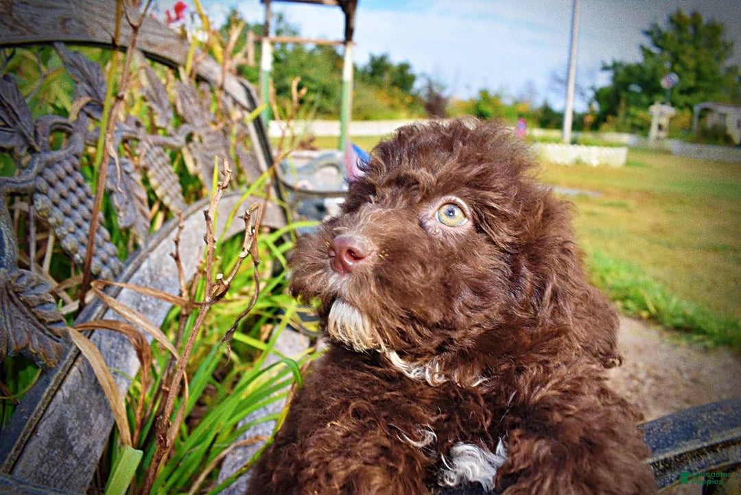 Havapoo dogs for sale: Jesse - Image 18
