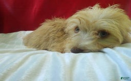 Yochon dogs for sale: bean - Image 3