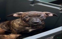 American Staffordshire Terrier dogs for sale: Riot - Image 3