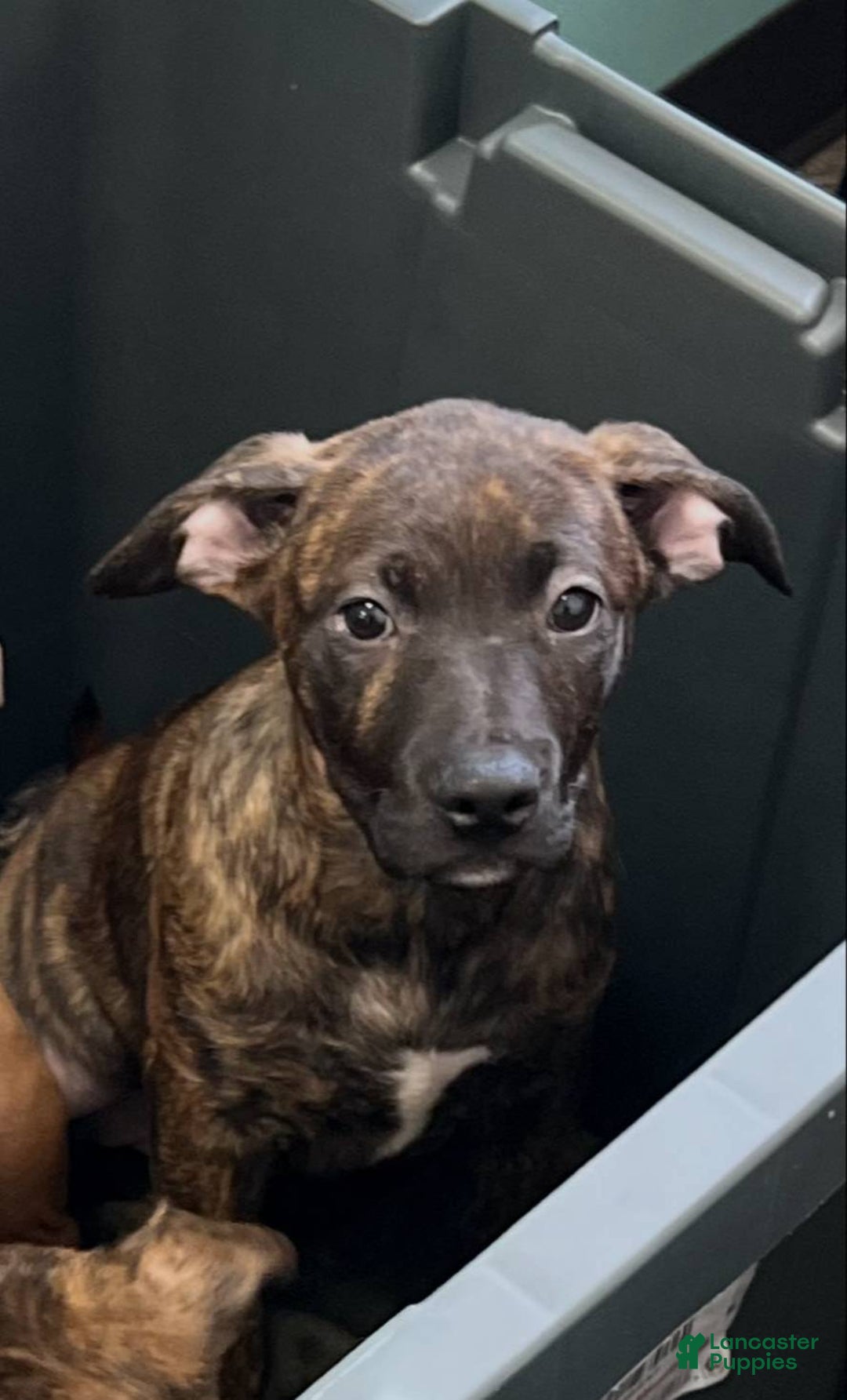 American Staffordshire Terrier dogs for sale: Riot - Image 3