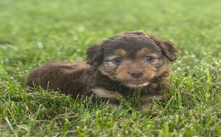 Aussiedoodle dogs - Advert 23