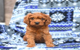 Cavapoo dogs for sale: Basil - Image 2